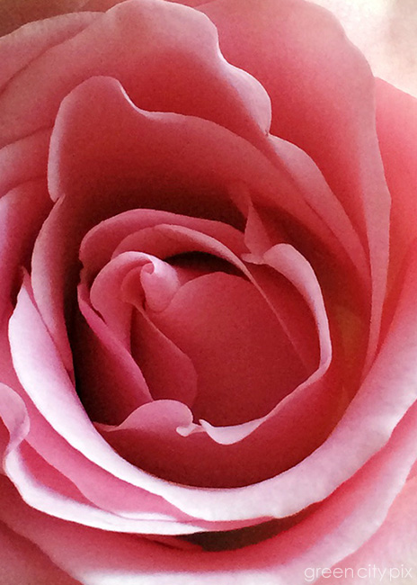 rose-okeefeinspired