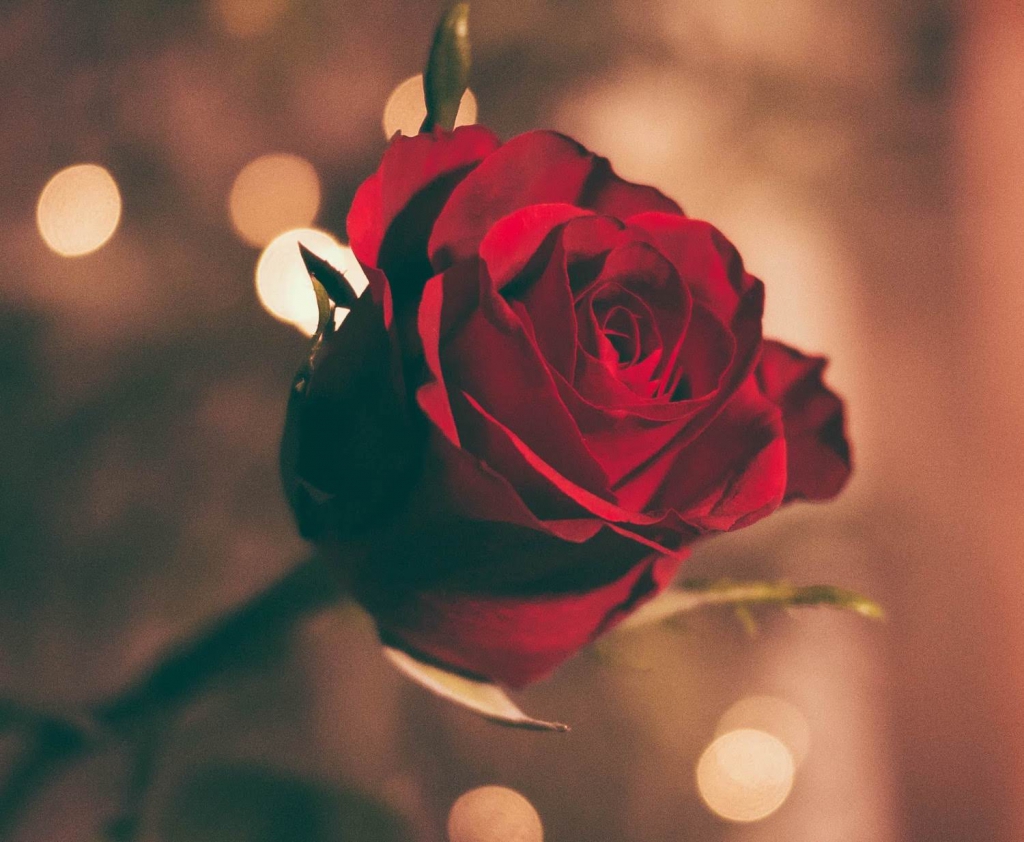 rose groomsmen proposal idea