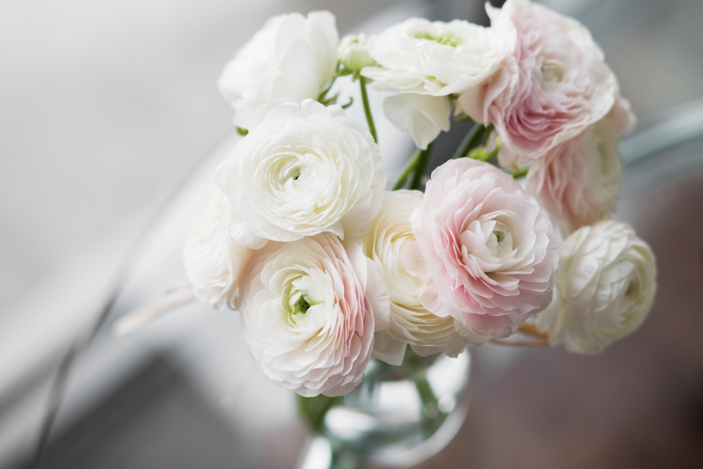 white and pink ranunculus in vase