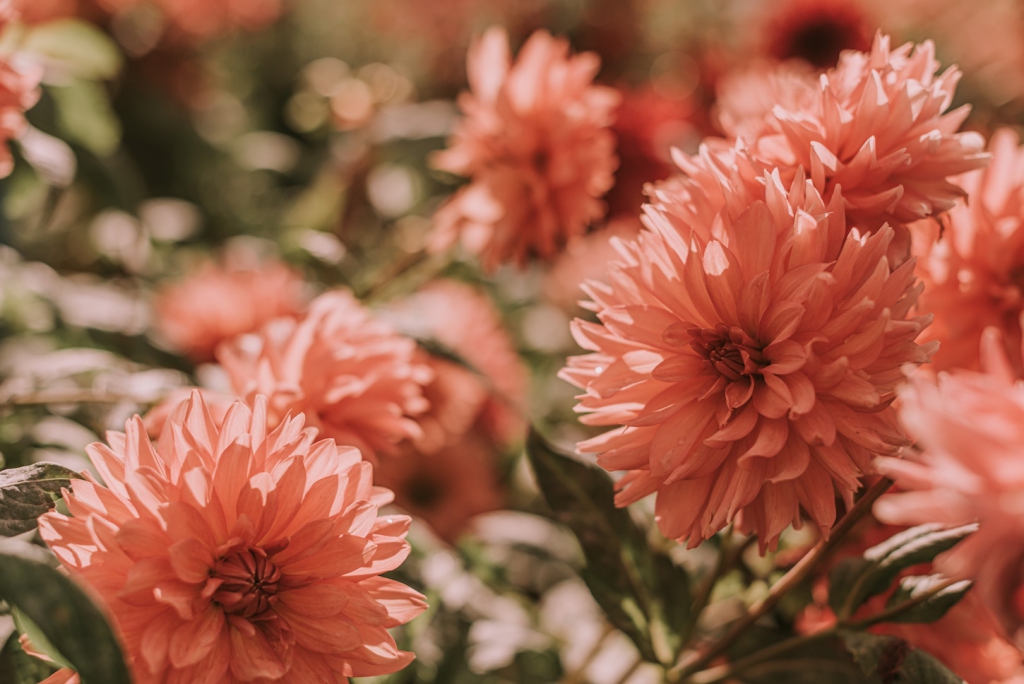 group of pink dahlias