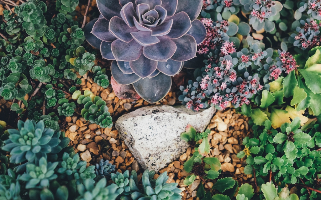 various colorful succulents in the ground