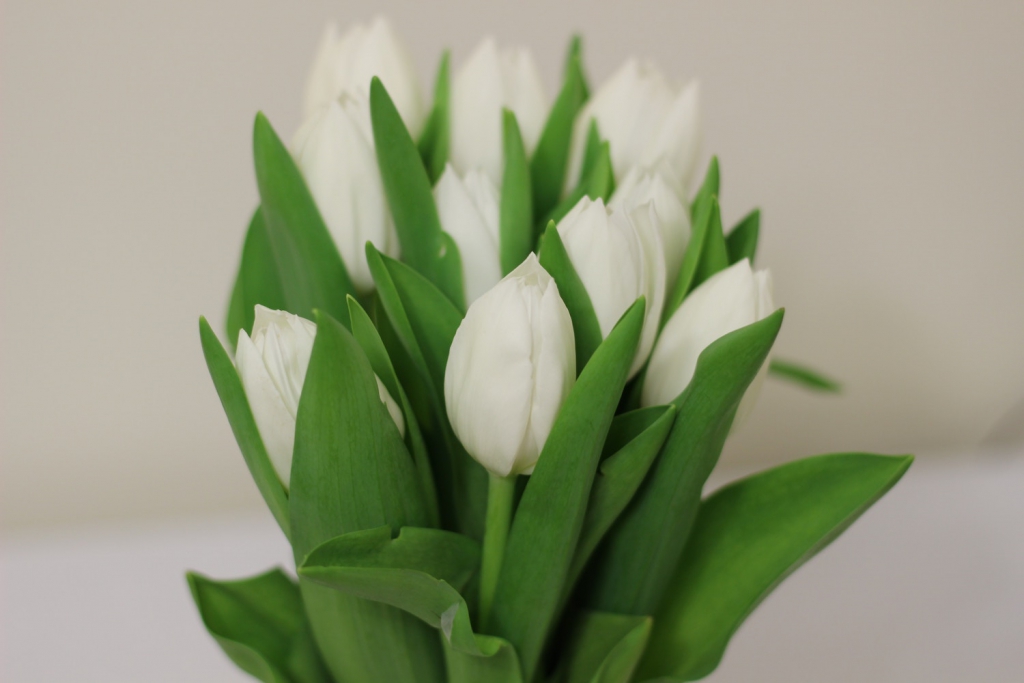 ivory tulip arrangement