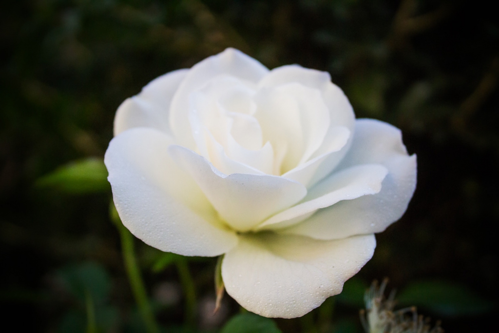 single white rose