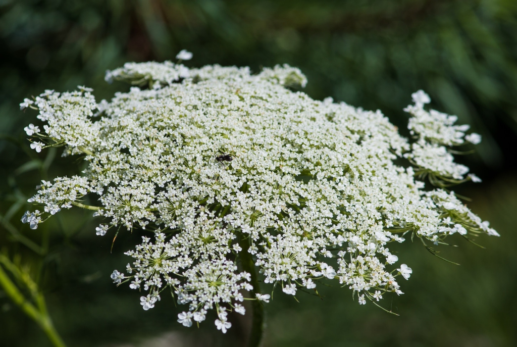 cluster of queen anne's lace flower