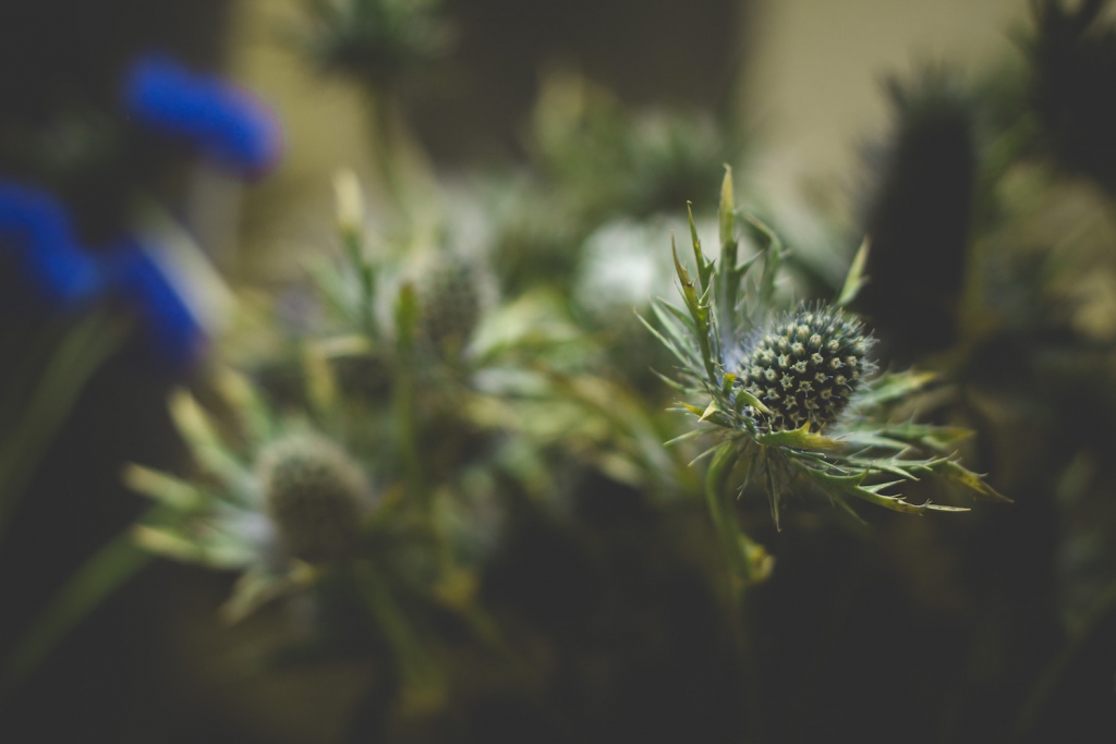 group of thistle
