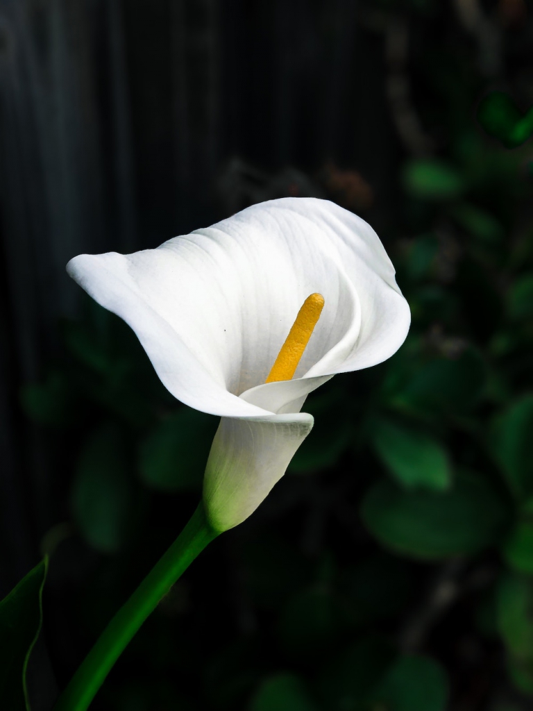 one white cala lily in garden