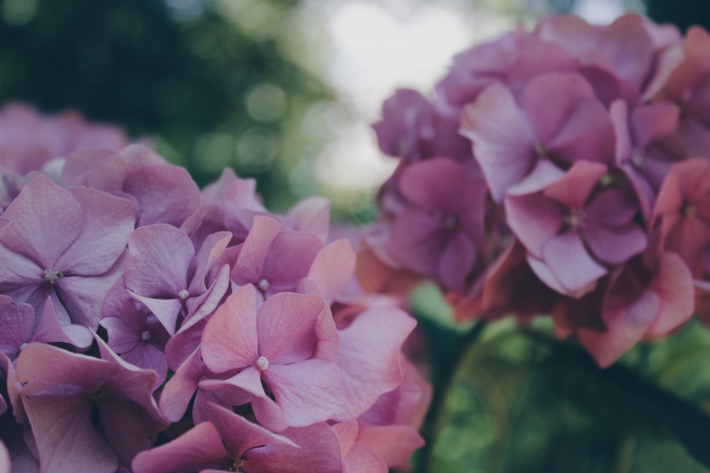two pink hydrangea clusters